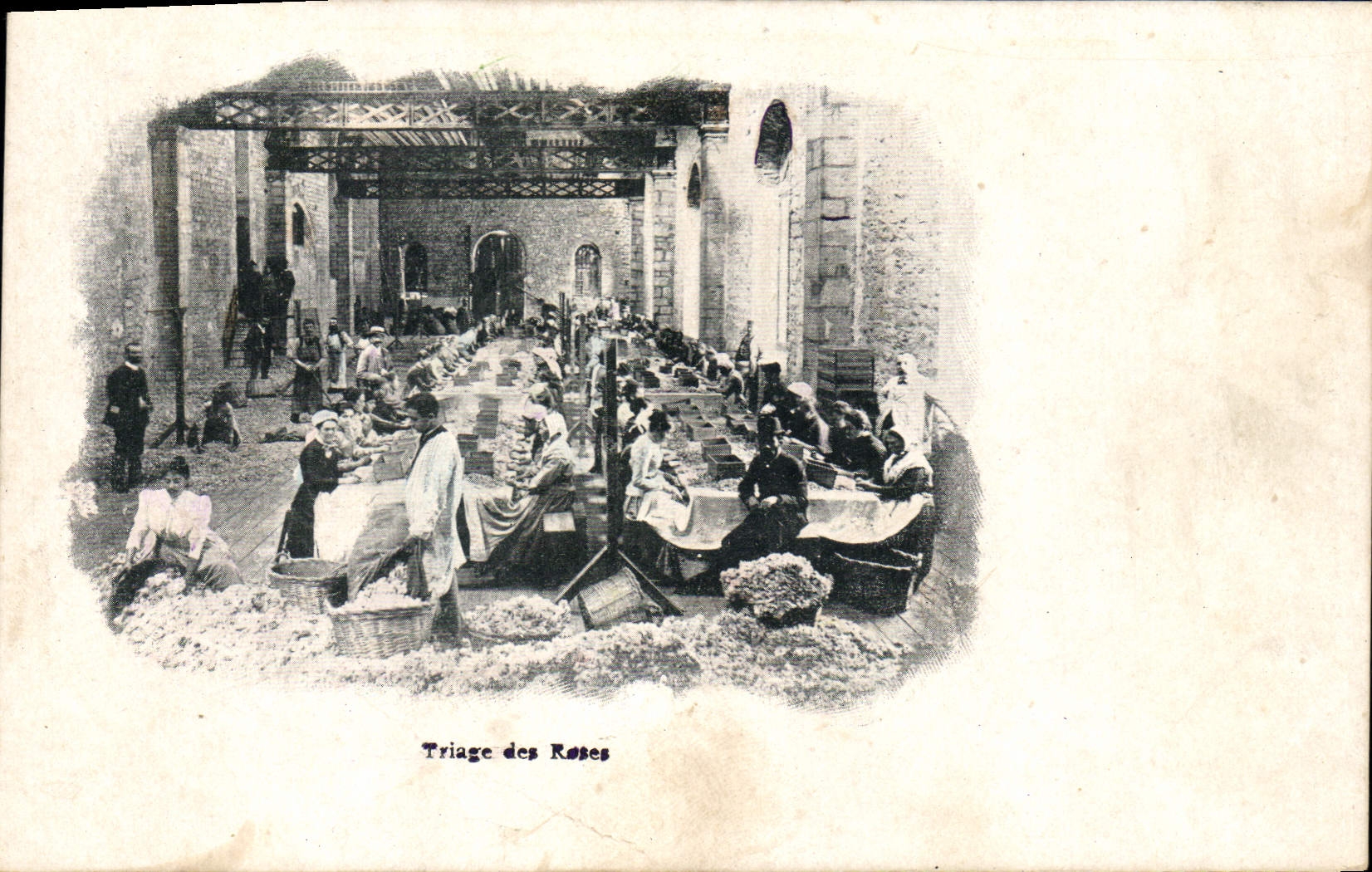 CPA Cueillette Triage des roses 