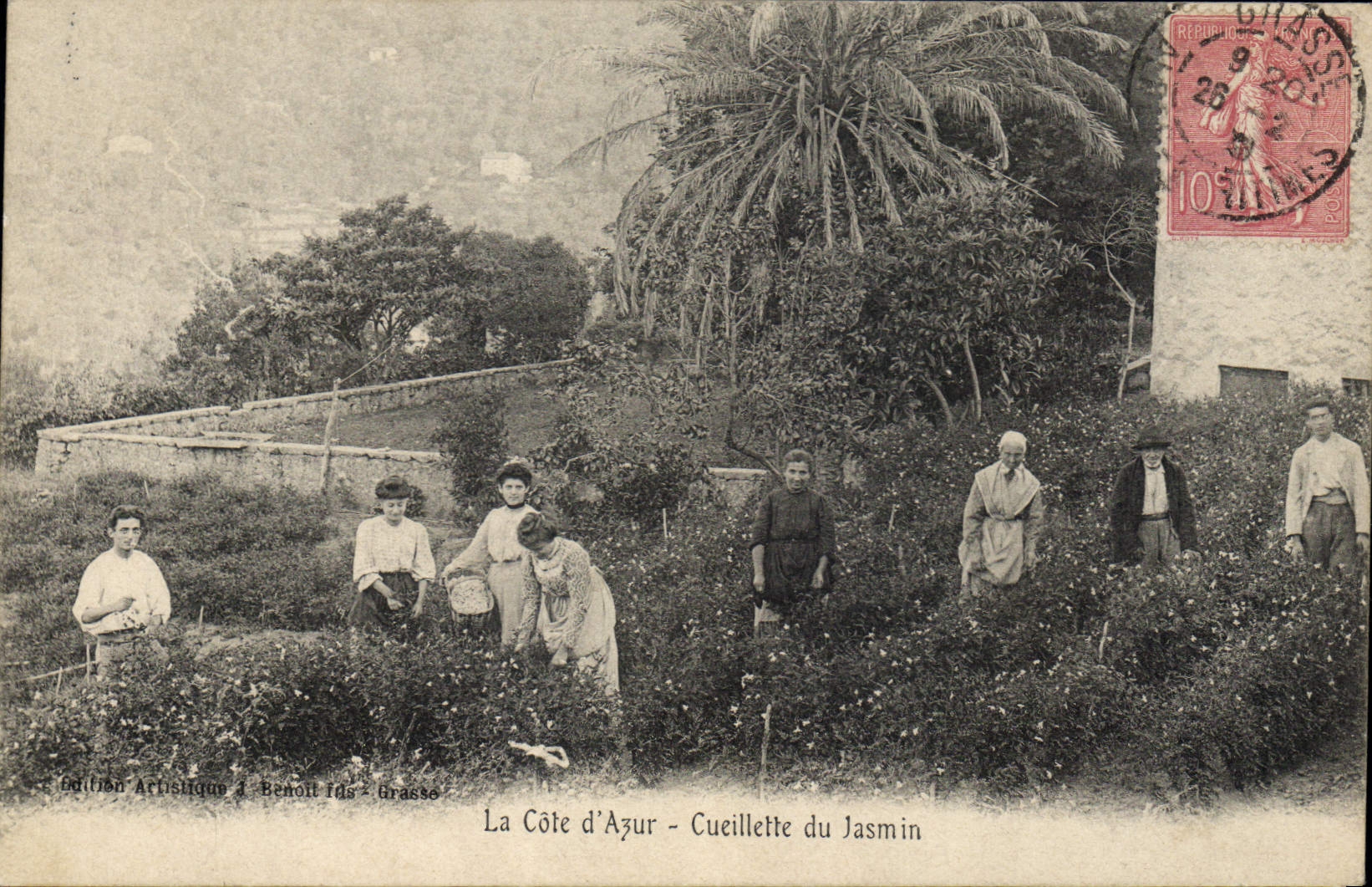 CPA Cueillette du jasmin Cote d'Azur 