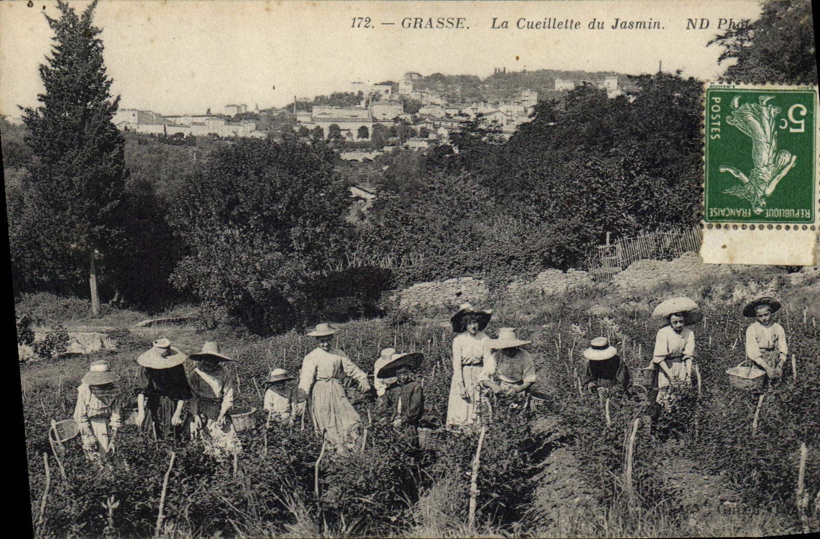 CPA Cueillette du jasmin Cote d'Azur 