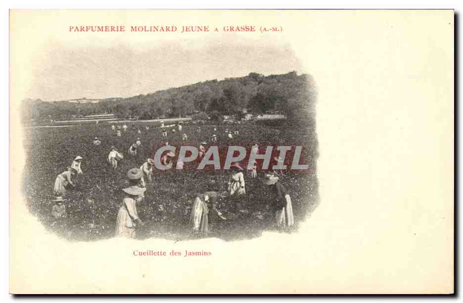CPA Cueillette des jasmins Parfumerie Molinard Jeune a Grasse 