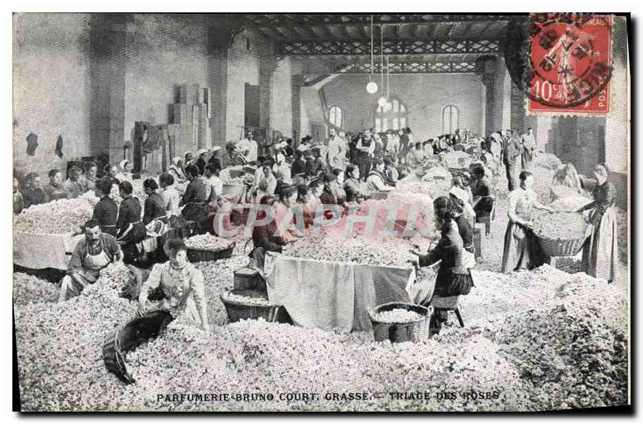 CPA Cueillette Parfumerie Bruno Court Grasse Triage des roses 