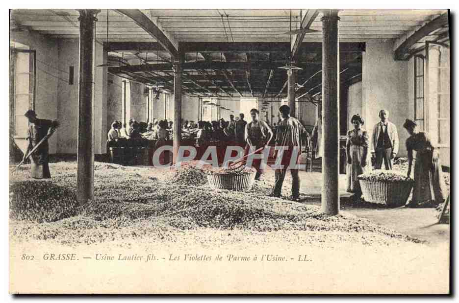 CPA Cueillette Grasse Usine Lautier Fils Les violettes de Parme a l'usine TOP 