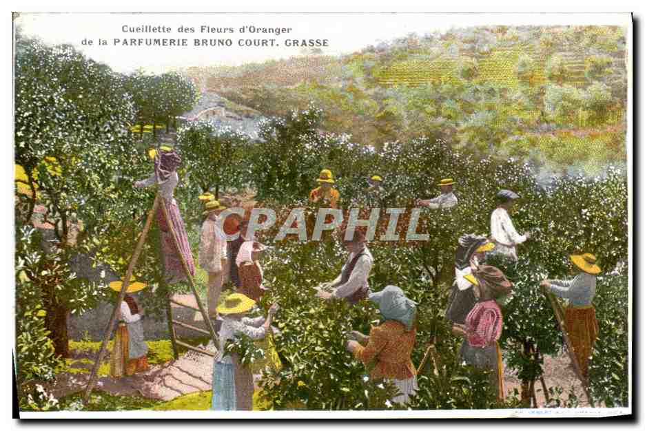 CPA Cueillette des fleurs d'oranger Parfumerie Molinard Court Grasse 