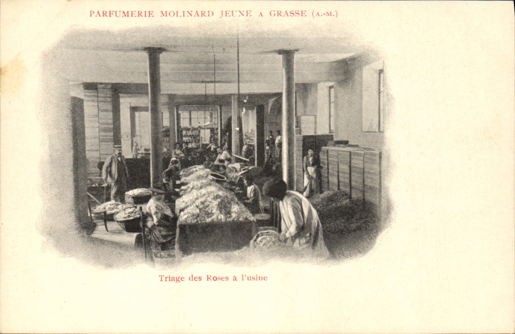 CPA Cueillette Triage des roses a l'usine Parfumerie Molinard Jeune a Grasse 