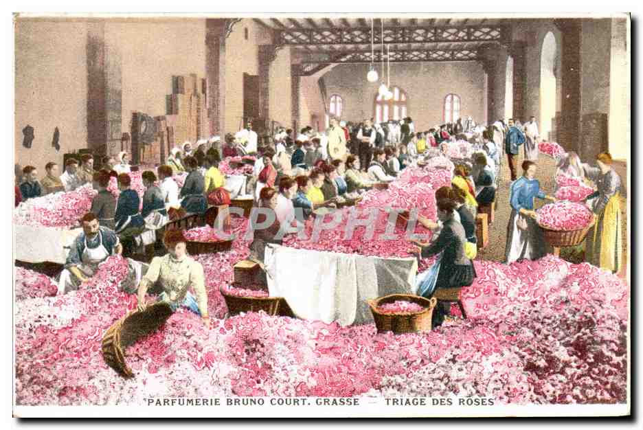 CPA Cueillette Parfumerie Bruno Court Grasse Triage des roses TOP 