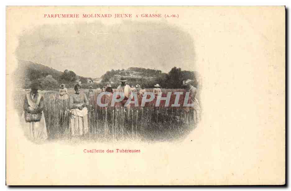 CPA Cueillette des Tubereuses Parfumerie Molinard Court Grasse 