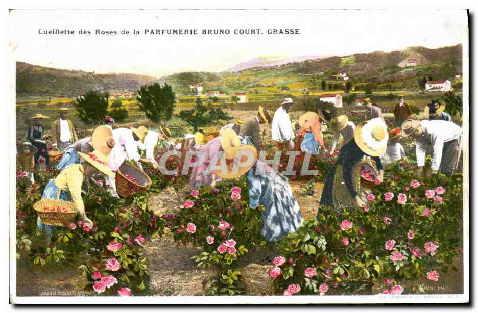 CPA Cueillette des roses Parfumerie Bruno Court Grasse 