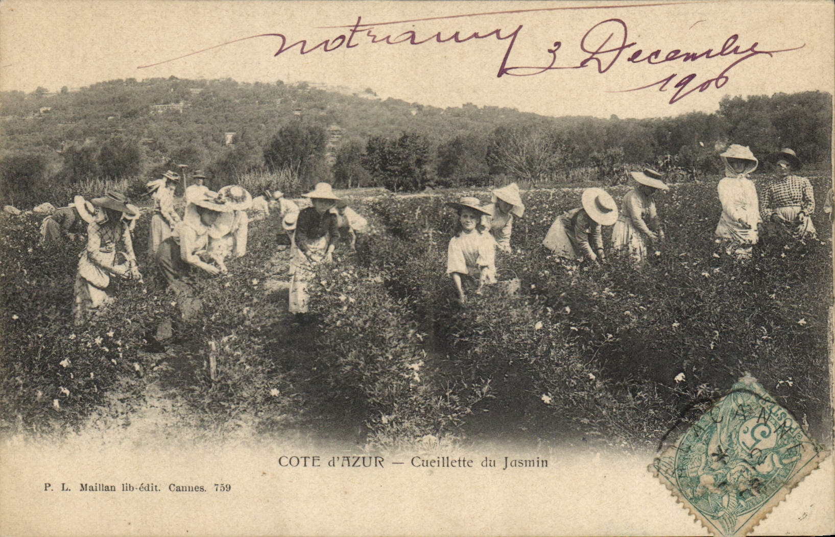 CPA Cueillette du jasmin Cote d'Azur 