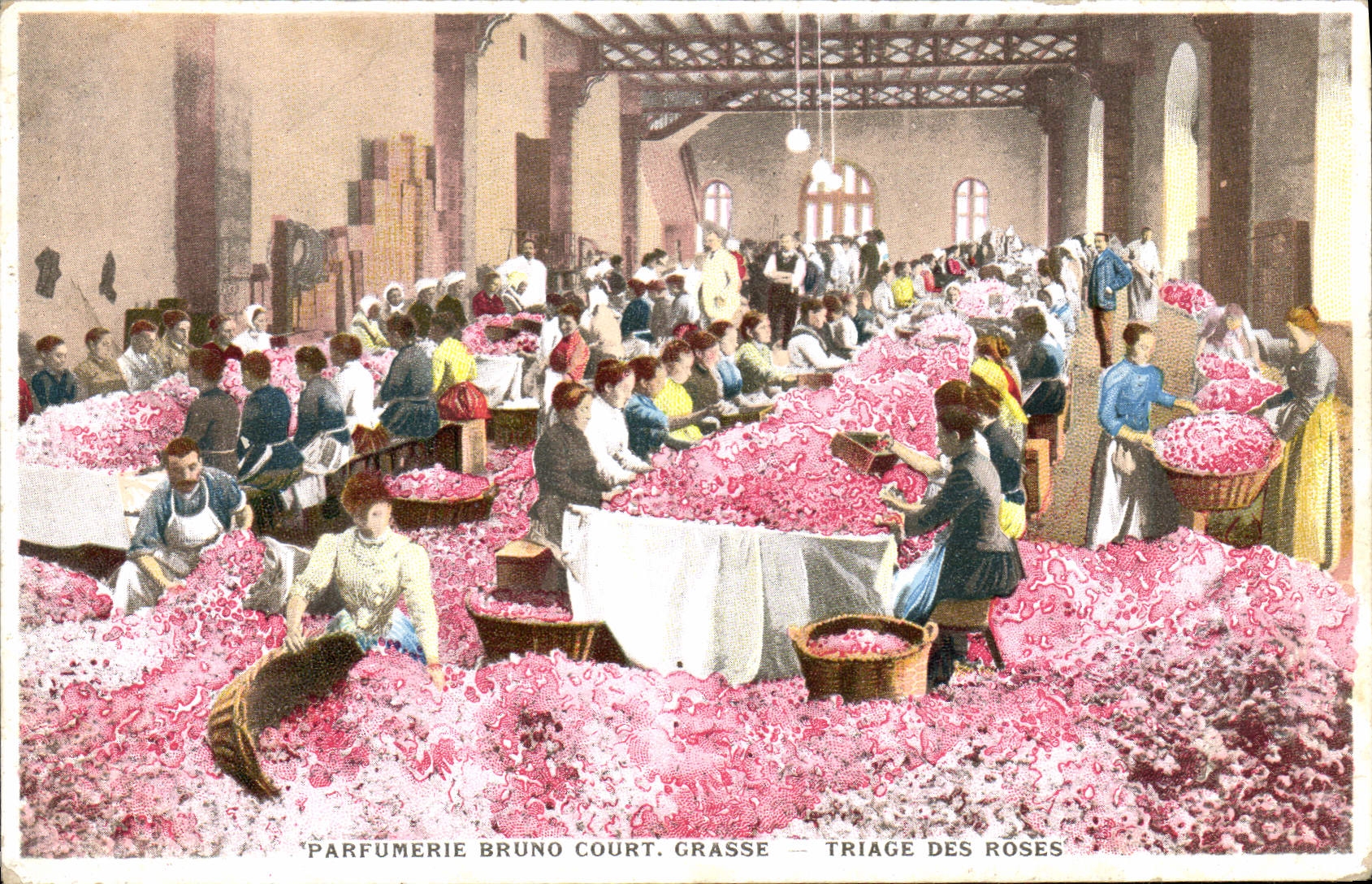 CPA Cueillette Parfumerie Bruno Court Grasse Triage des roses TOP 
