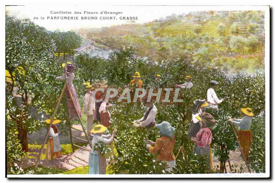CPA Cueillette des fleurs d'oranger Parfumerie Bruno Court Grasse Triage des roses TOP 