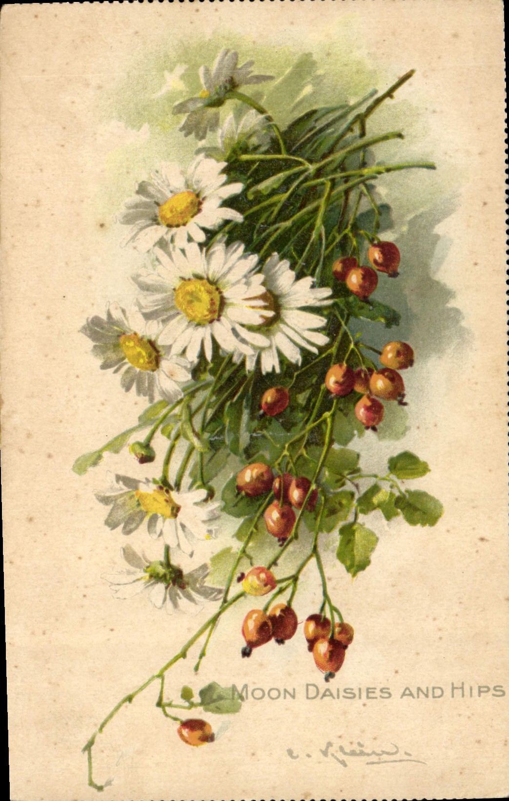 Moon Daisies and Hips — série 'Time of Flowers' — Tuck & Sons