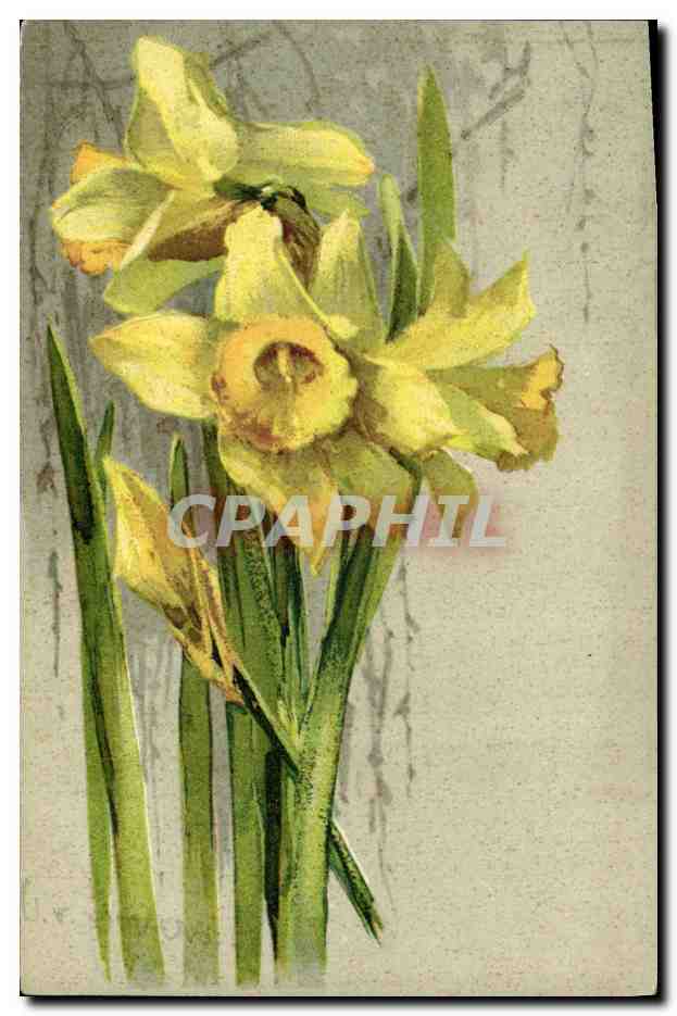 Narcisses — illustration botanique — Tharo Streifer, série 2096