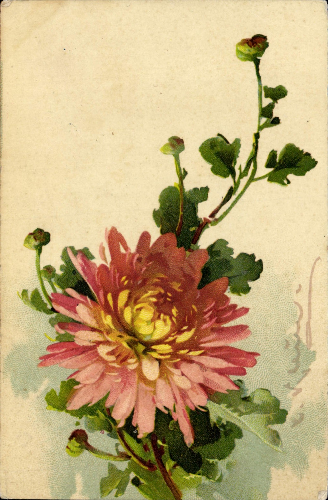 Chrysanthème rose et jaune — illustration — éditeur et n° de série non lisibles