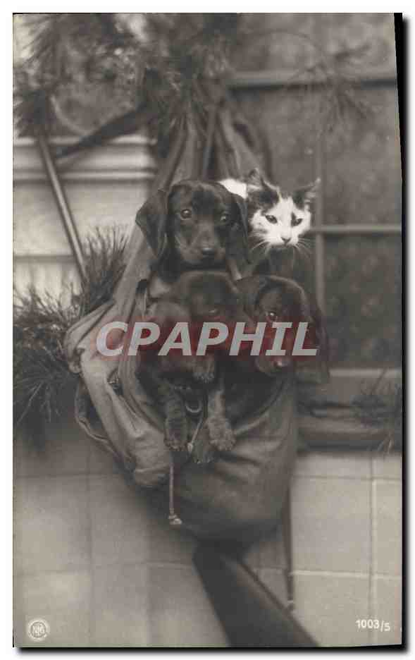 Chats et chiots dans un sac — éditeur CPAPHIL, n° de série 1003/5