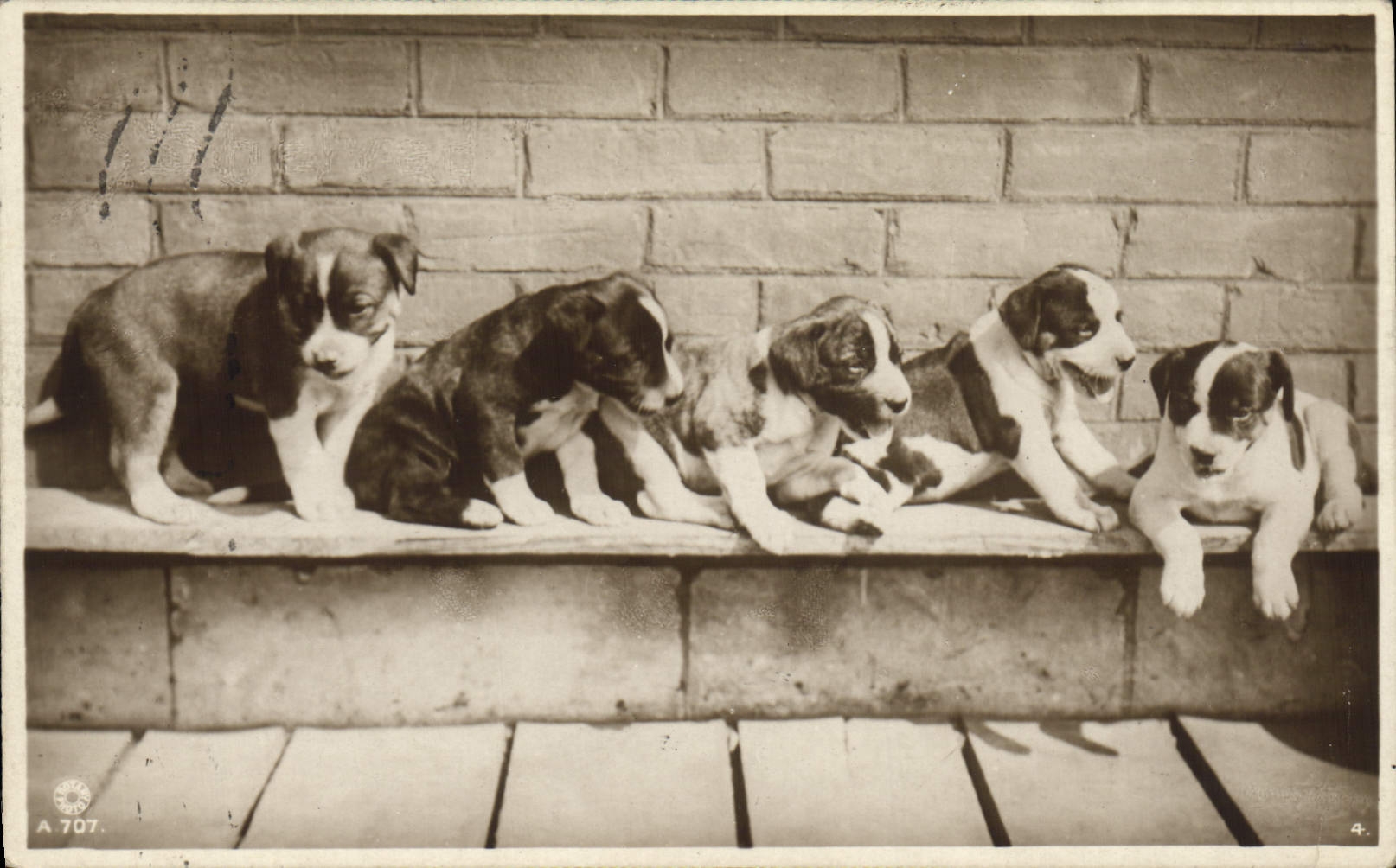 Cinq chiots — Brighton — éditeur A.707