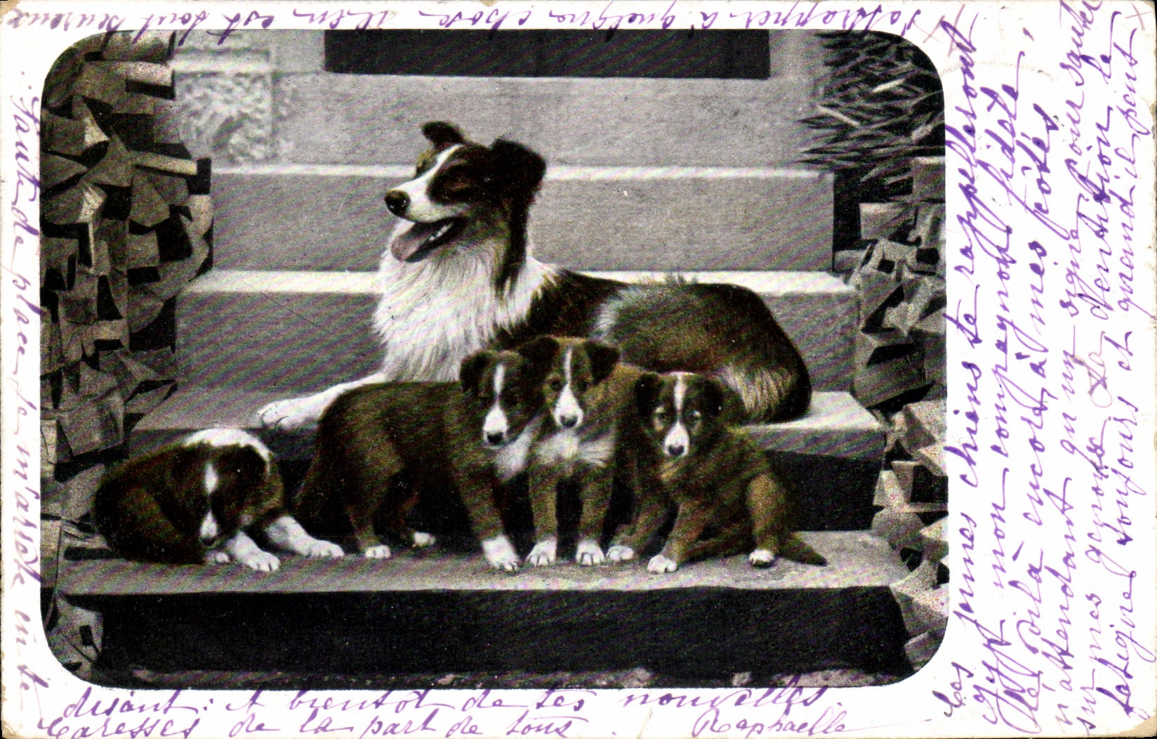 Chien et chiots — Border collie et ses petits — éditeur non identifié, série 304