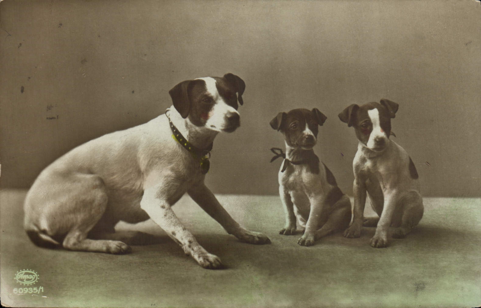 Chien adulte et deux chiots — Studio Berger — n° 60935/1