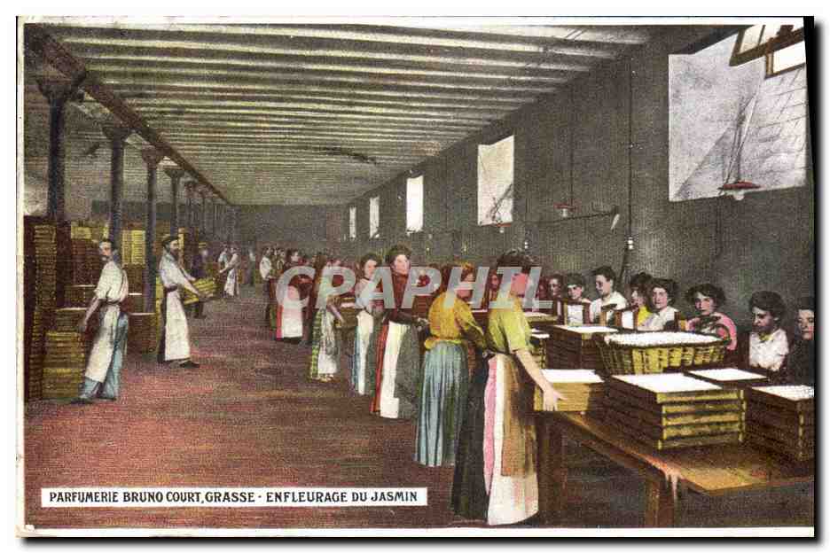 CPA Cueillette Parfumerie Bruno Court Grasse Enfleurage du jasmin 
