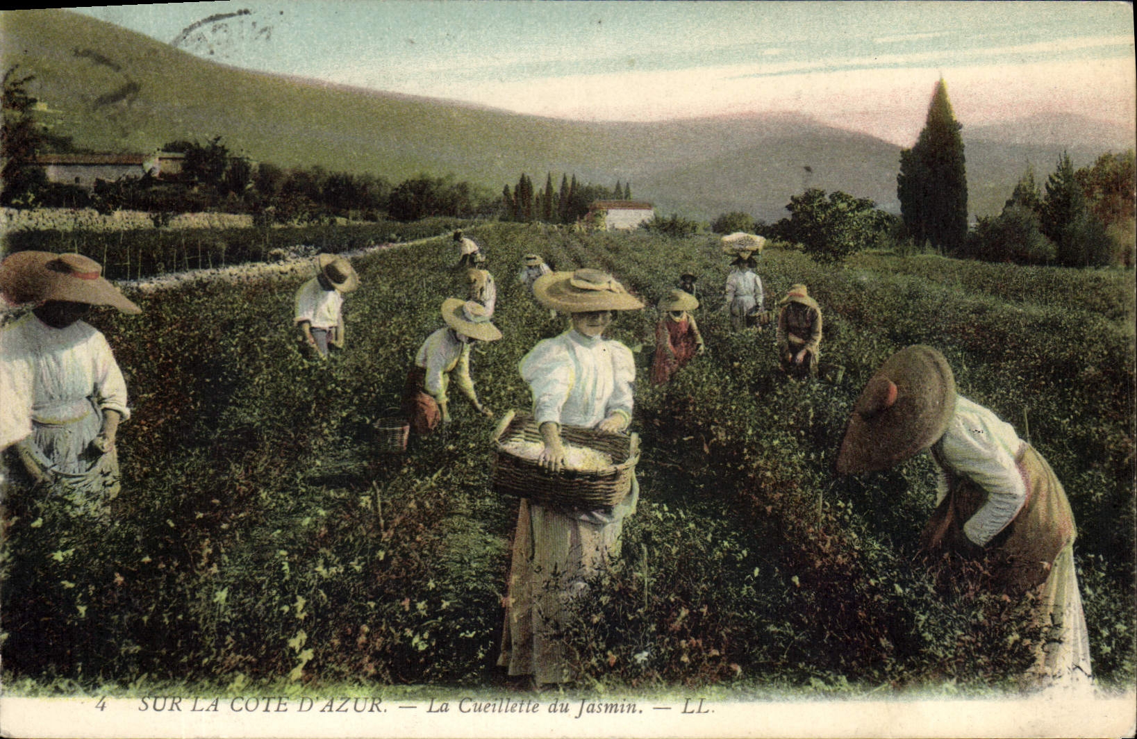 CPA Cueillette du jasmin Cote d'Azur 