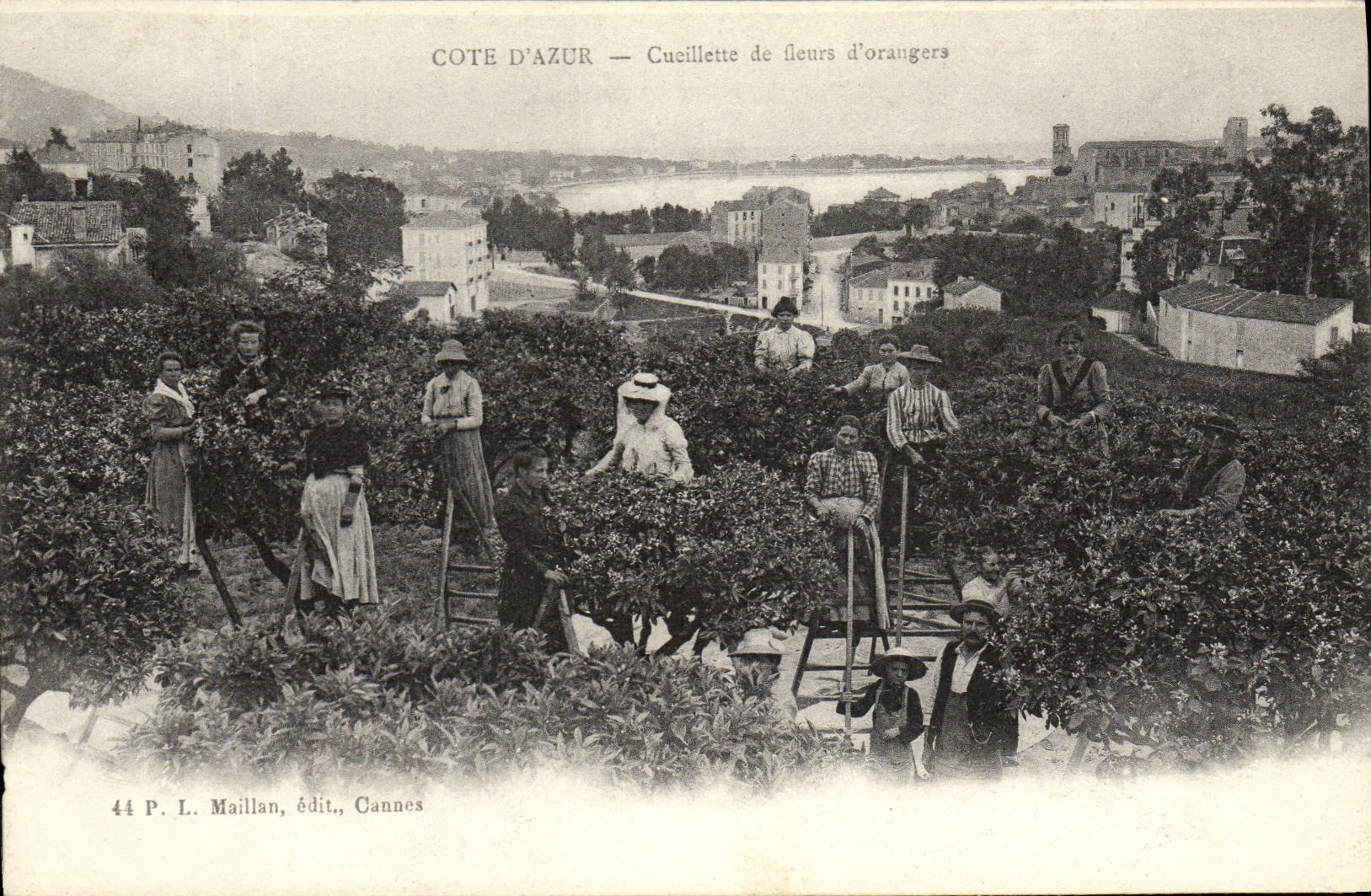 CPA Cueillette de fleurs d'oranger Cote d'Azur 