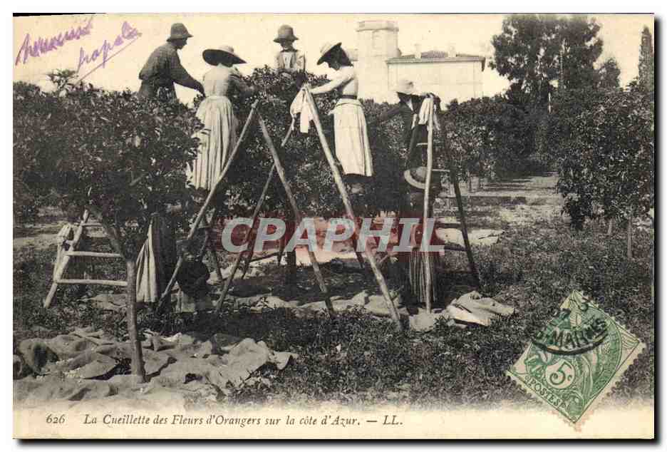 CPA Cueillette des fleurs d'orangers sur la Cote d'Azur 