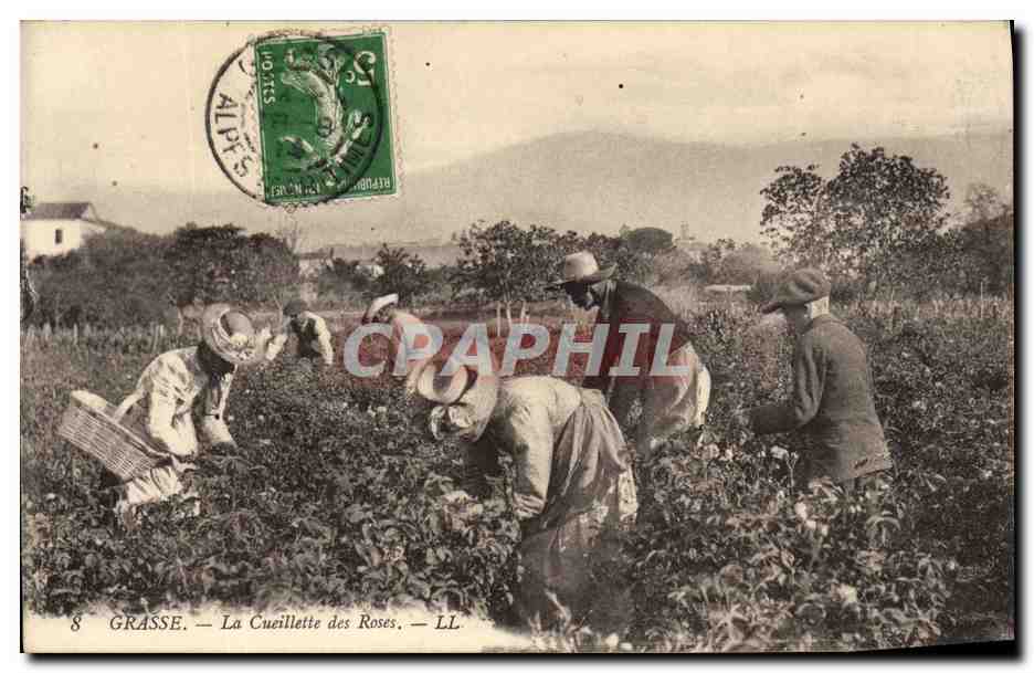 CPA Cueillette des roses Grasse TOP 