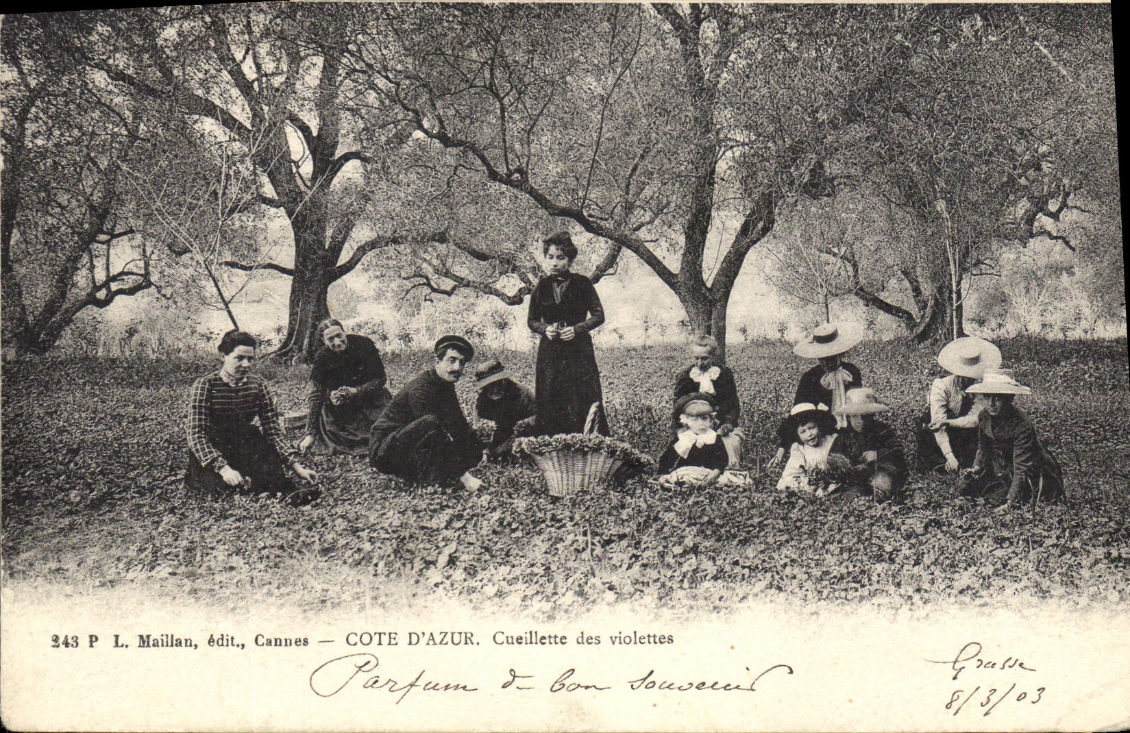 CPA Cueillette des violettes Cote d'Azur 