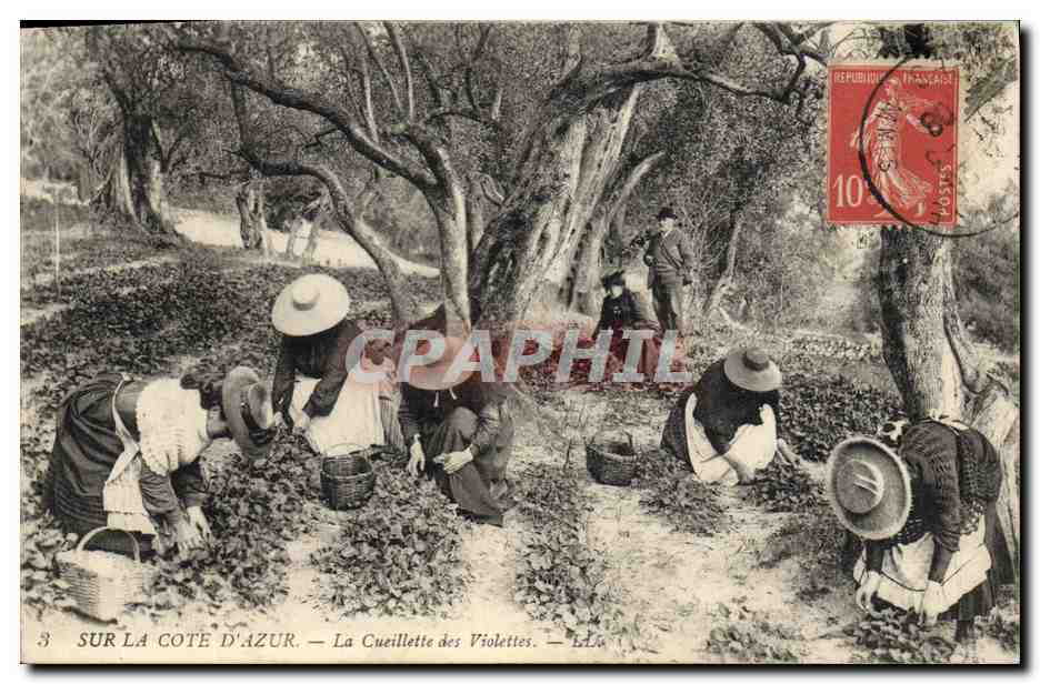CPA Cueillette des violettes Cote d'Azur 