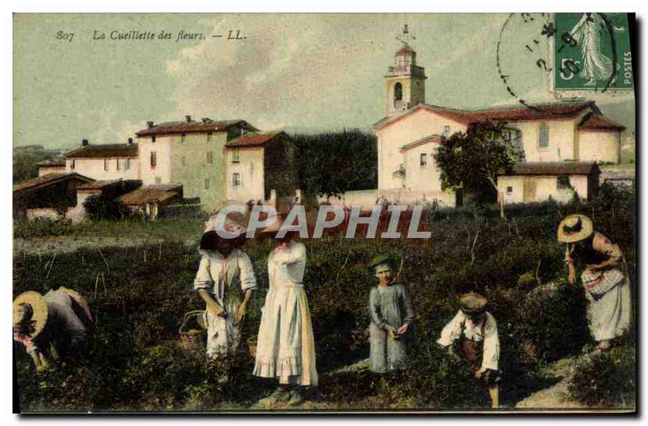 CPA Cueillette des fleurs 