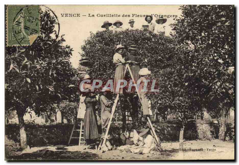CPA Cueillette des fleurs d'orangers Vence 