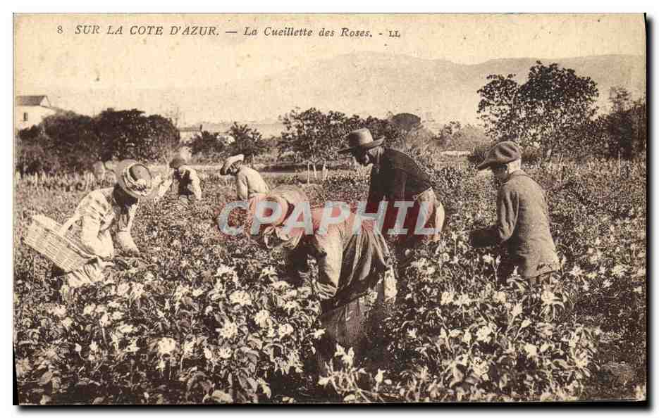 CPA Cueillette des roses Cote d'Azur 
