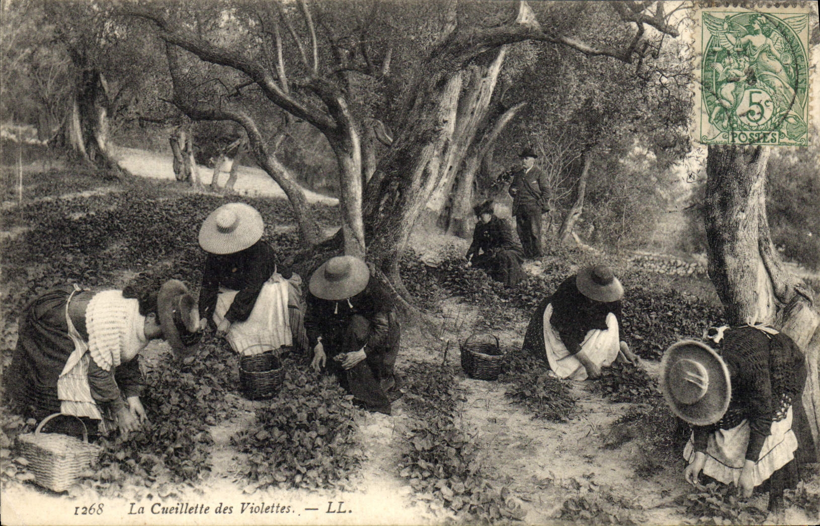 CPA Cueillette des violettes 