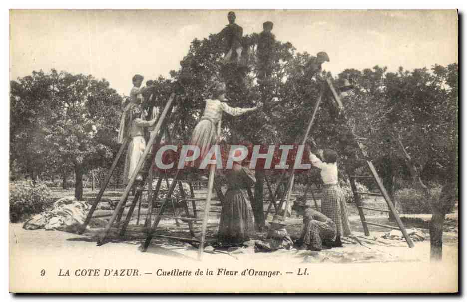 CPA Cueillette de la fleur d'oranger Cote d'Azur 