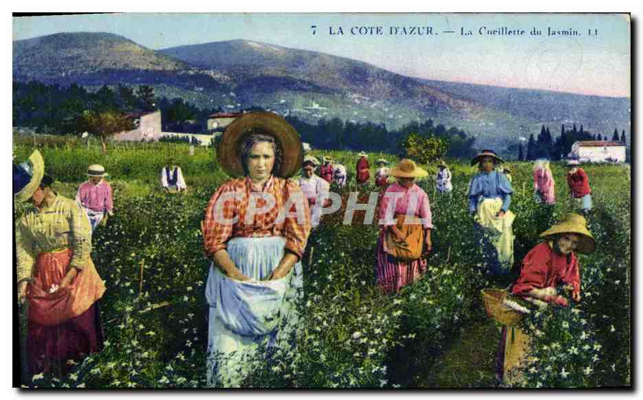 CPA Cueillette du jasmin Cote d'Azur 