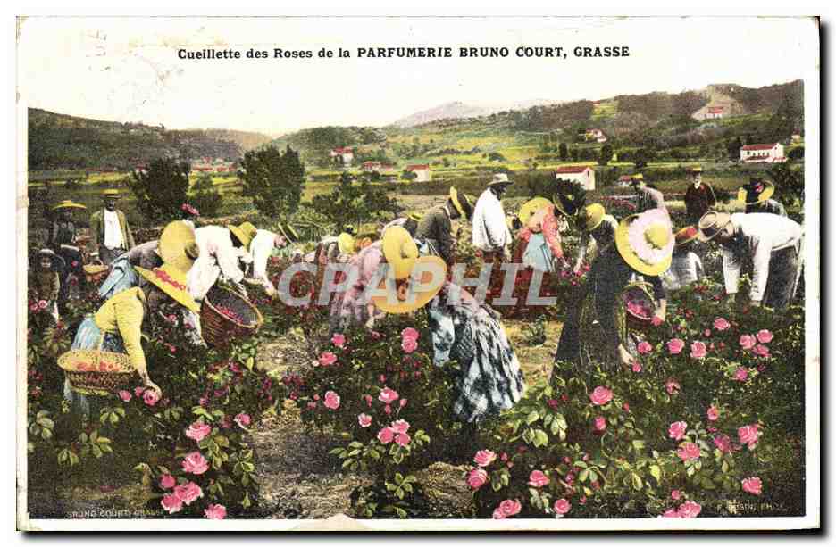 CPA Cueillette des roses de la Parfumerie Bruno Court Grasse 
