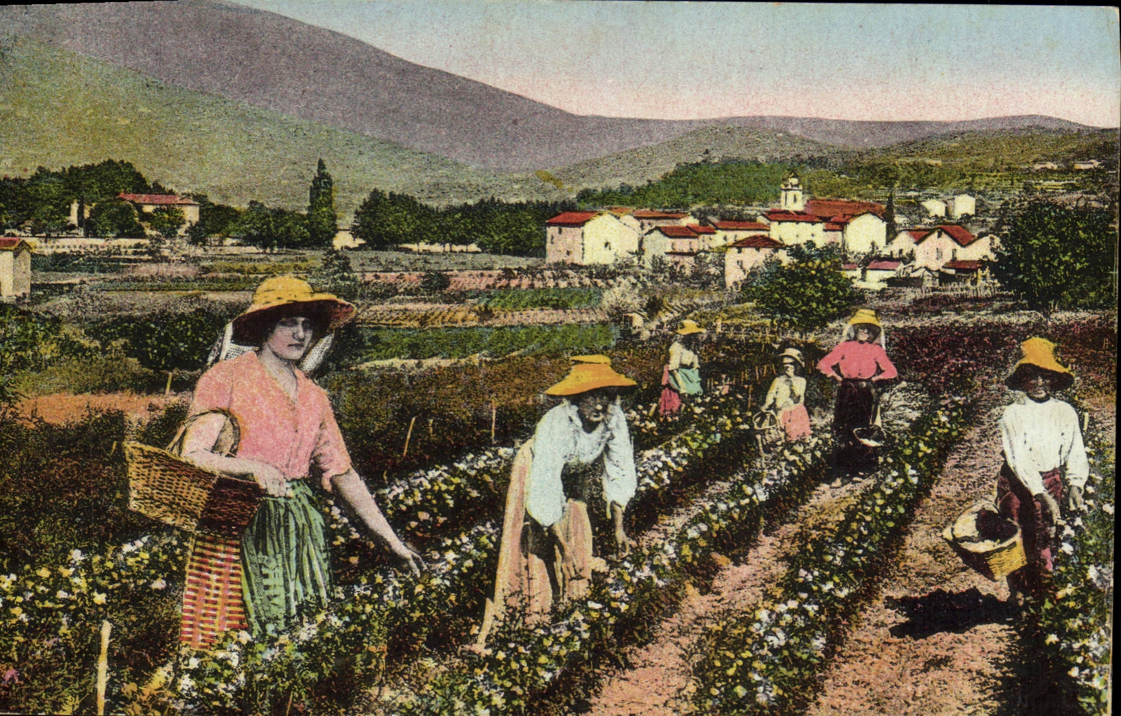 CPA Cueillette du jasmin Cote d'Azur 