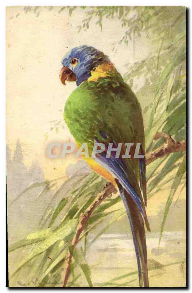 CPA Fantaisie Oiseau Perroquet 
