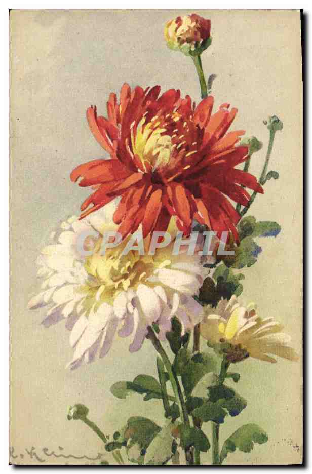 Fleurs de chrysanthèmes — dessin à l'aquarelle — E. Klein — STF No. 1330