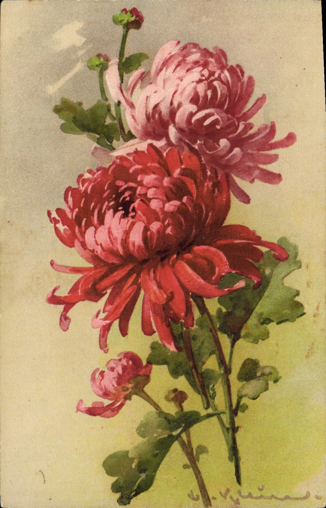 Chrysanthèmes — illustration à l'aquarelle — V. V. Minassian