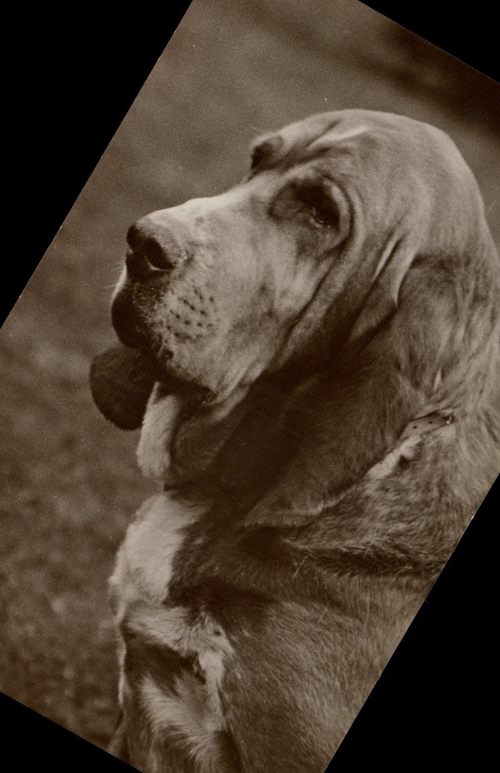 Chien de chasse — portrait en sépia — Valentine's Series, Great Britain