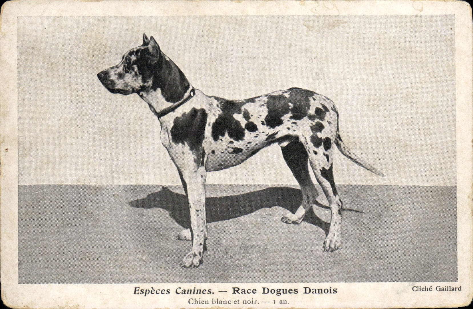 Dogue Danois — Chien blanc et noir — 1 an — Cliché Gaillard