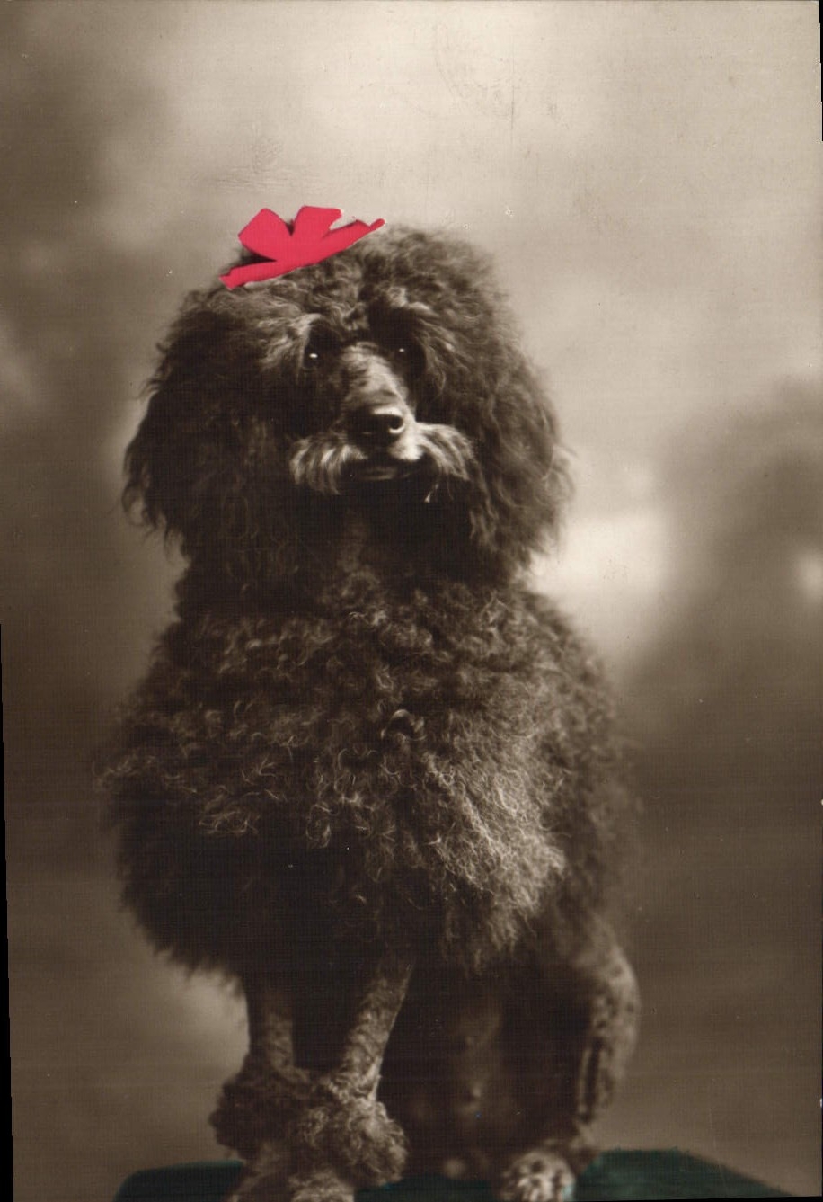Chien poodle — coiffé d'un ruban rouge — The Carlton Publishing Co., London E.C. Printed in Germany
