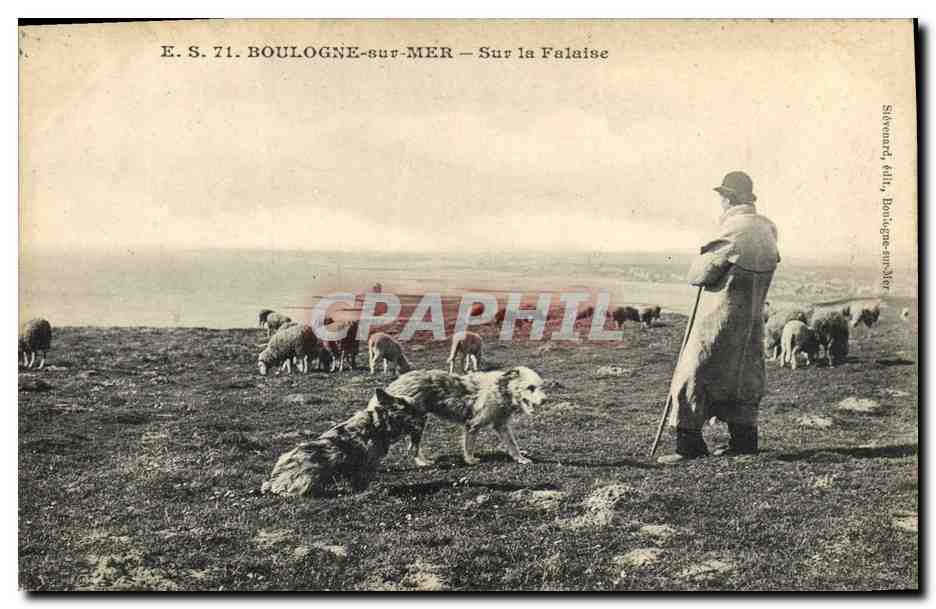 CPA Chien Chiens Boulogne sur mer Sur la falaise 