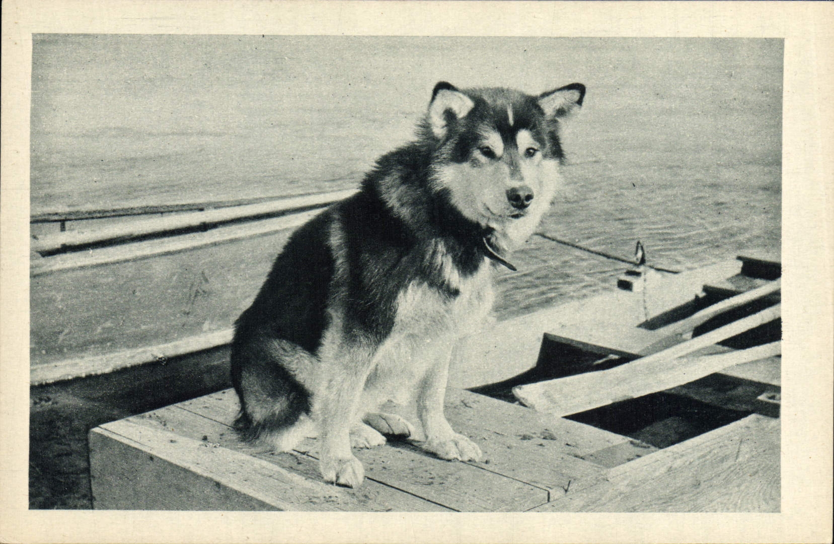 Spal, le Chien de tête de l'Attelage de Mary's Igloo — (Alaska) — Imprimerie Réunies de Nancy, Série 6