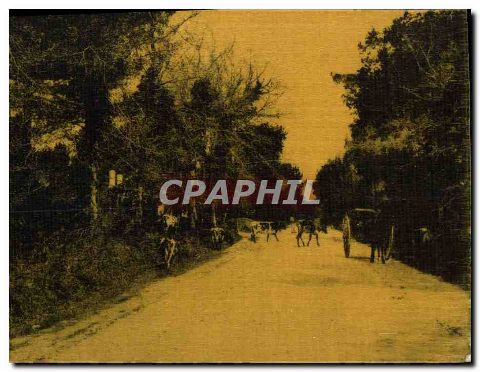 Carretera forestal — carros y vacas — Fototipia H. Larue, 2e Bardeau - Anverso