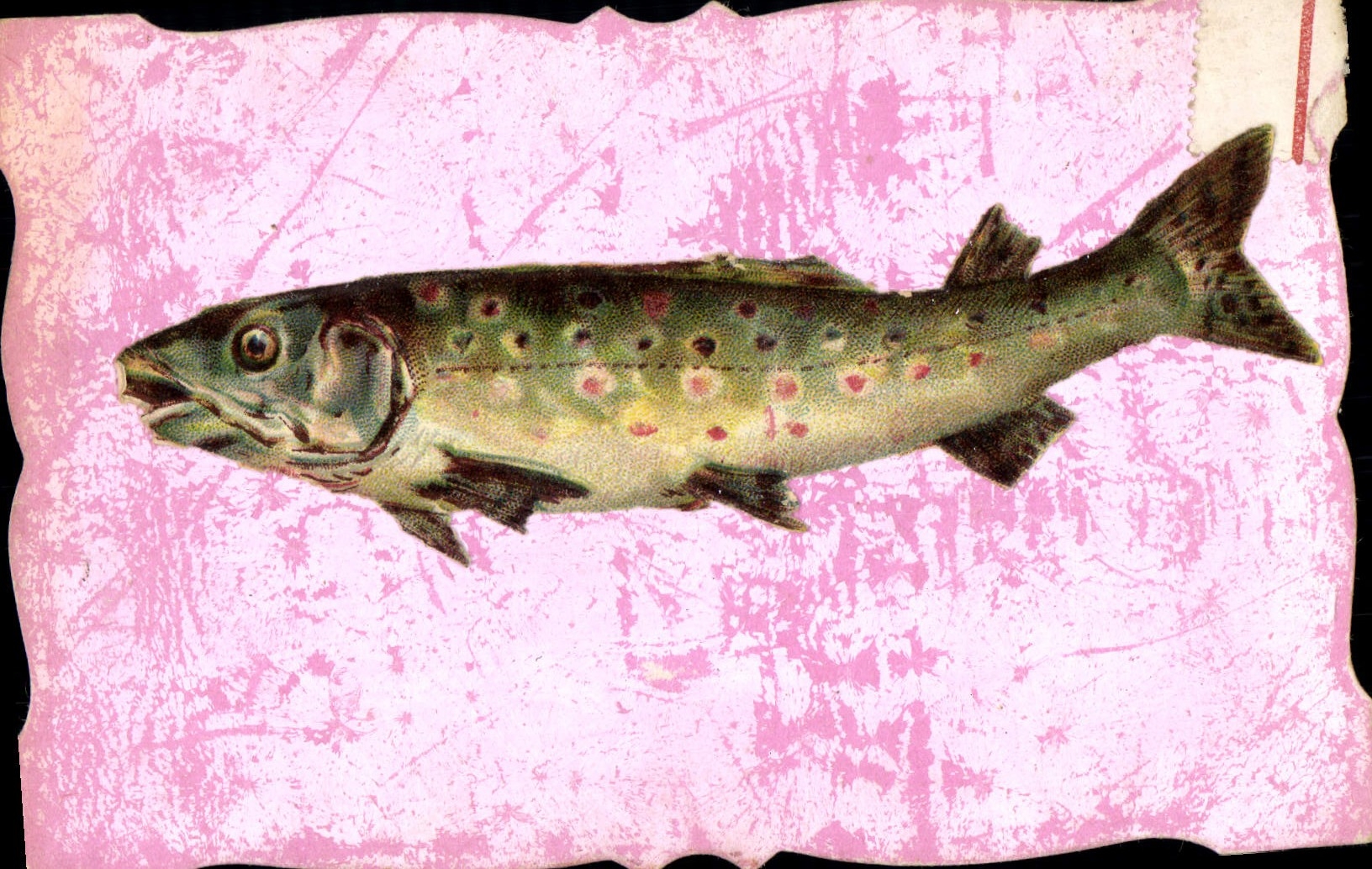 Poisson à taches rouges — illustration — éditeur inconnu, n° de série non lisible