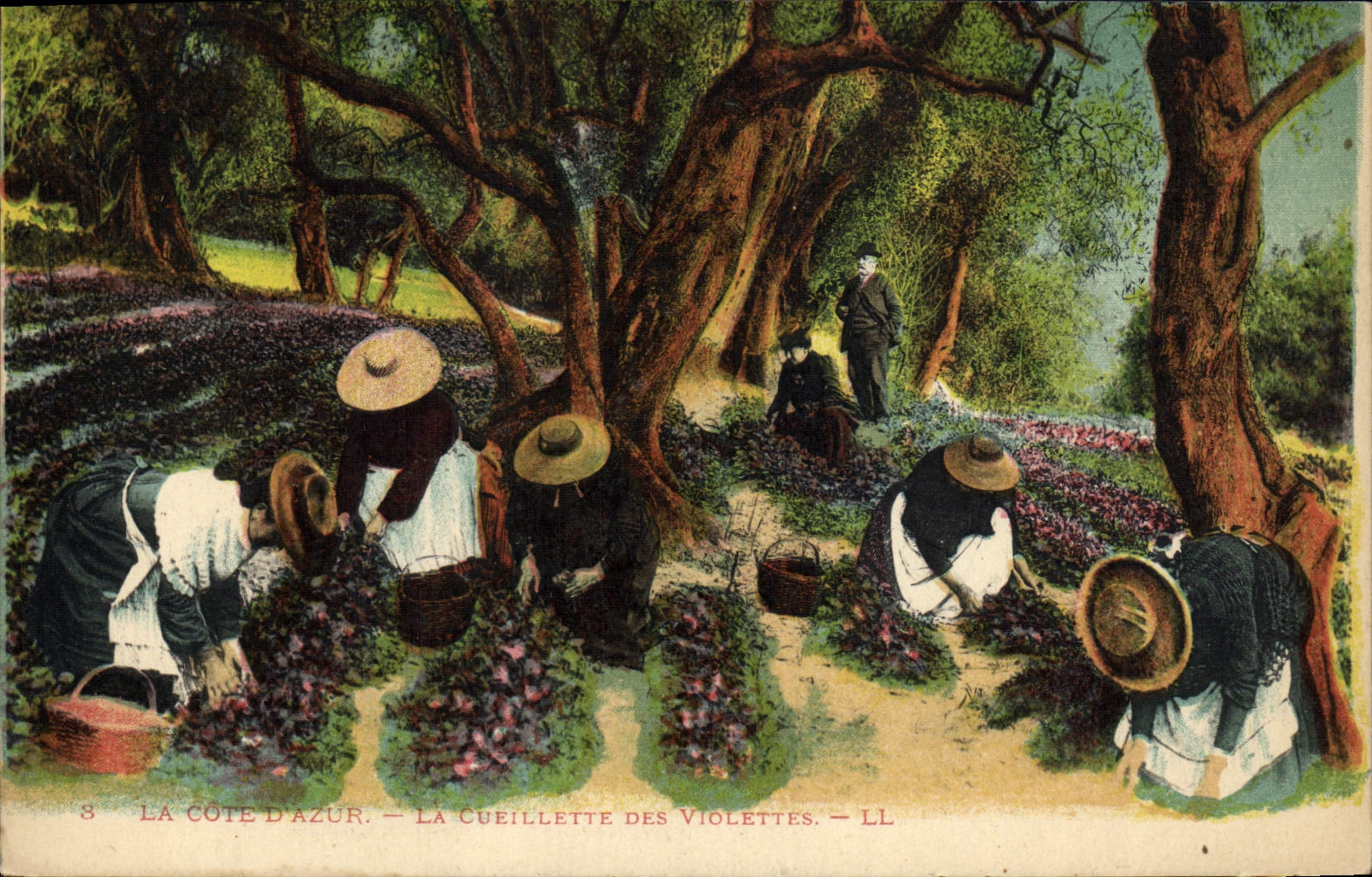 La Côte d'Azur — La cueillette des violettes — LL
