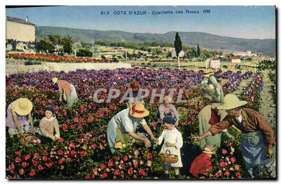 CPA Cueillette des roses Cote d'Azur 