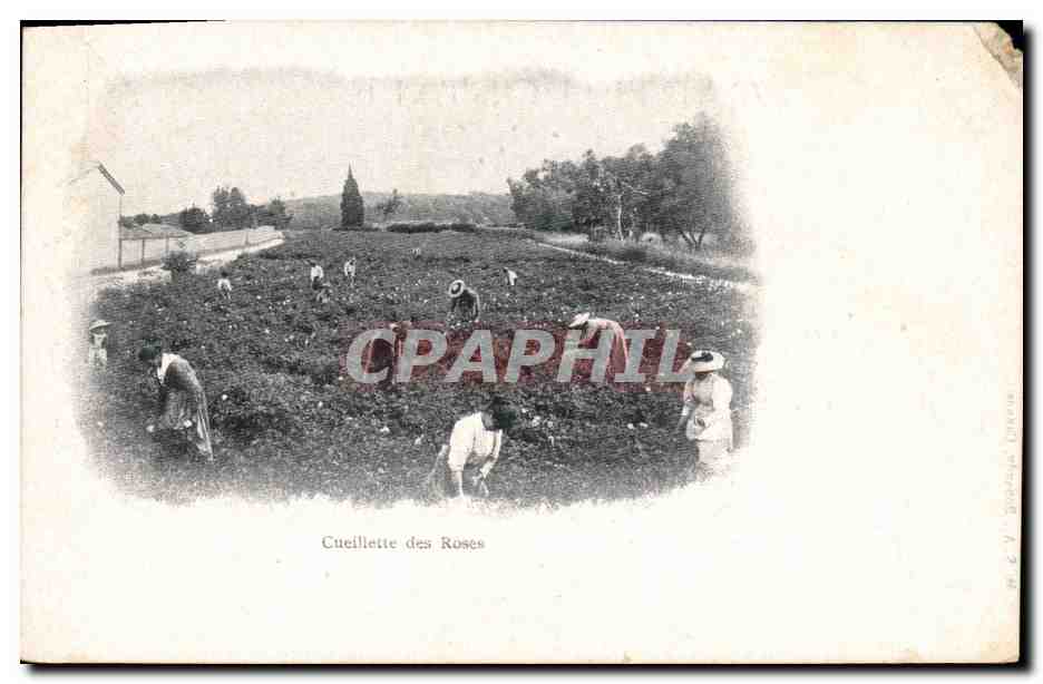CPA Cueillette des roses
