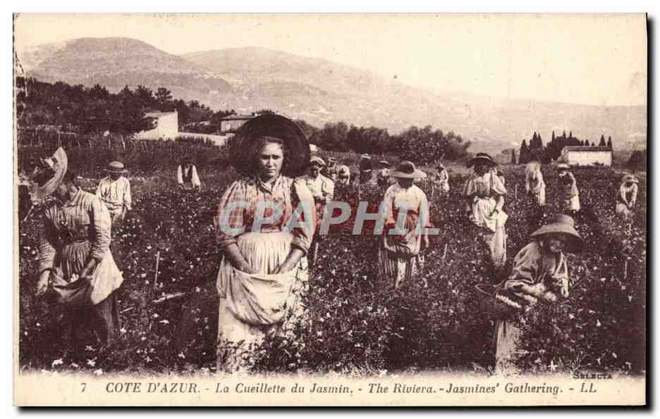 CPA Cueillette du jasmin Cote d'Azur